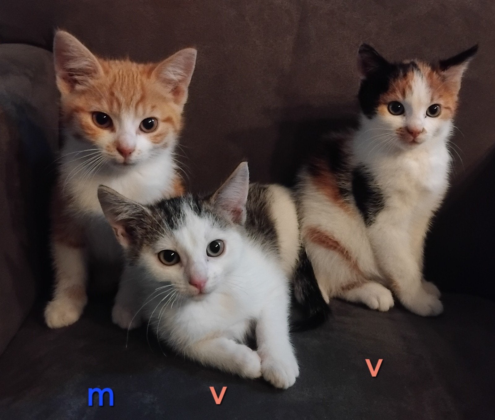 prachtige lieve huis kittens 🐾oa lapjes poesje🐾gelijk mee, Dieren en Toebehoren, Meerdere dieren