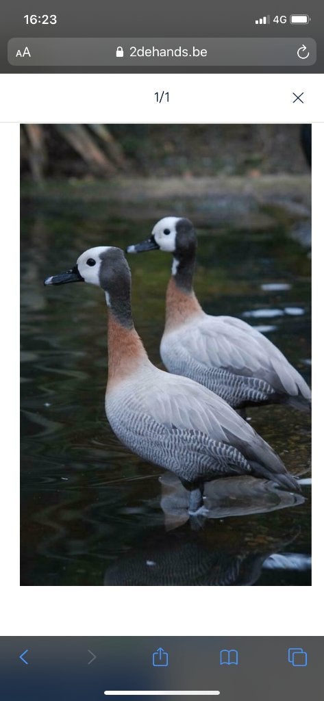 Zilver Witwangfluiteend  gezocht, Meerdere dieren, Eend