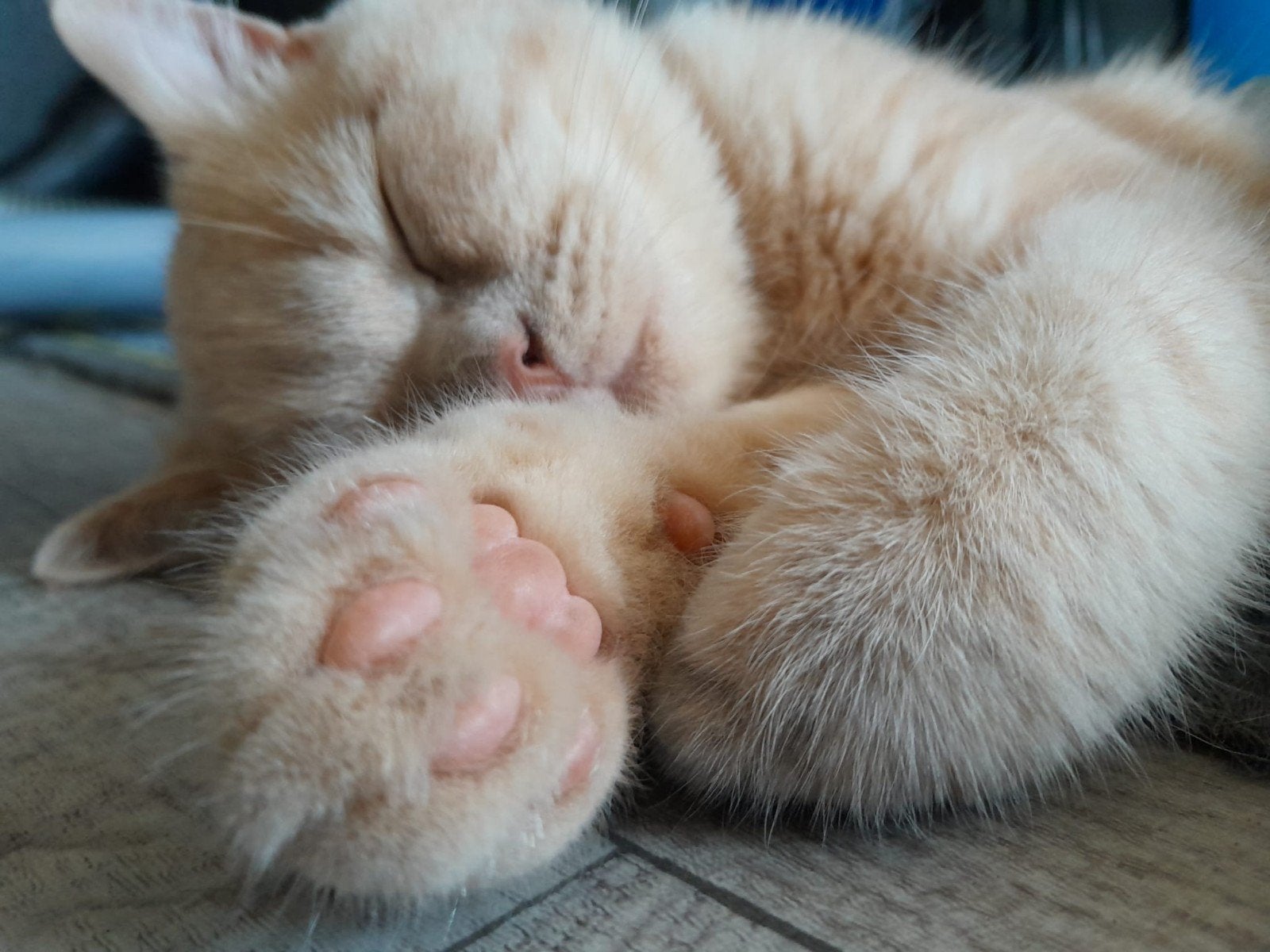 Britse korthaar, Dieren en Toebehoren, Kater, Kortharig, 0 tot 2 jaar