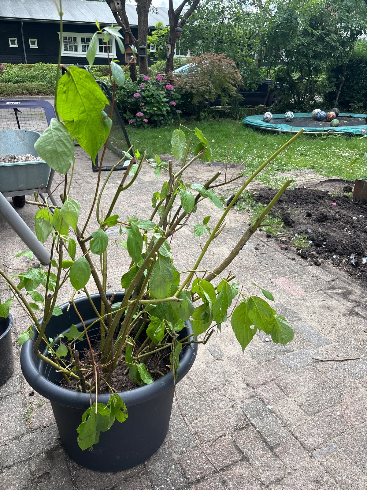 Canadese kornoelje - Gratis af te halen, Tuin en Terras, Planten | Tuinplanten, Vaste plant, Halfschaduw, Lente, Ophalen