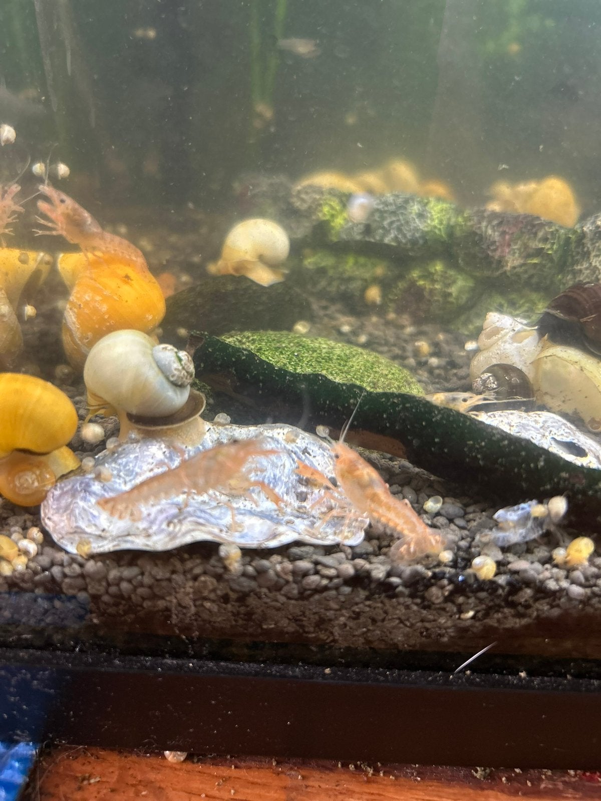 Cpo kreeften, Kreeft, Krab of Garnaal, Zoetwatervis
