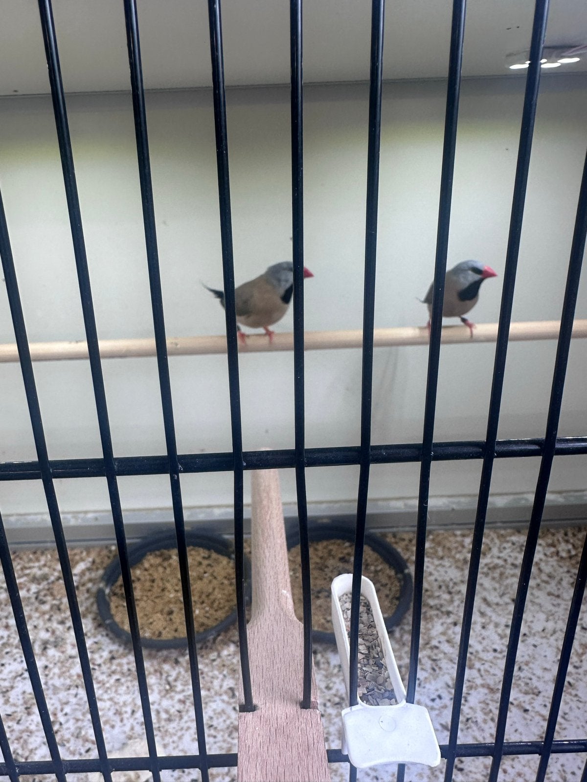 Koppeltje spitstaarten, Meerdere dieren