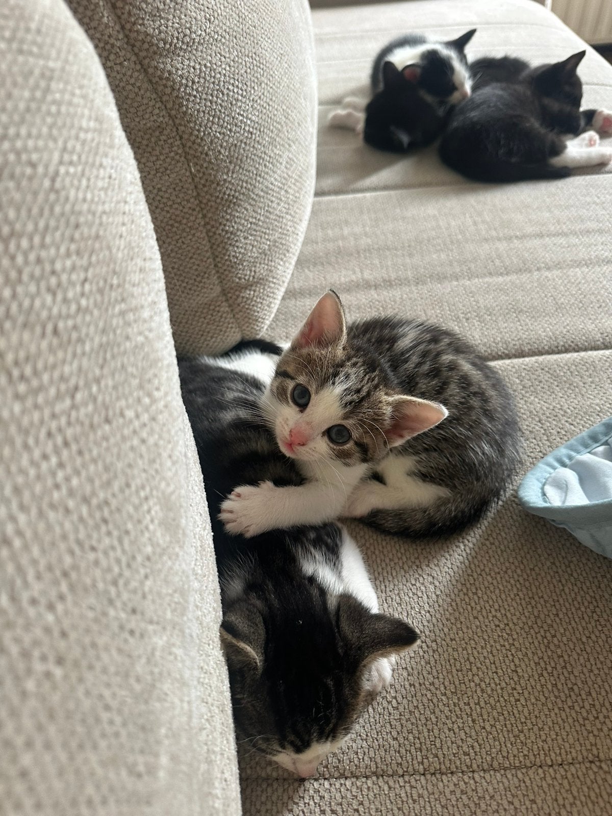 Kitten te koop, 0 tot 2 jaar