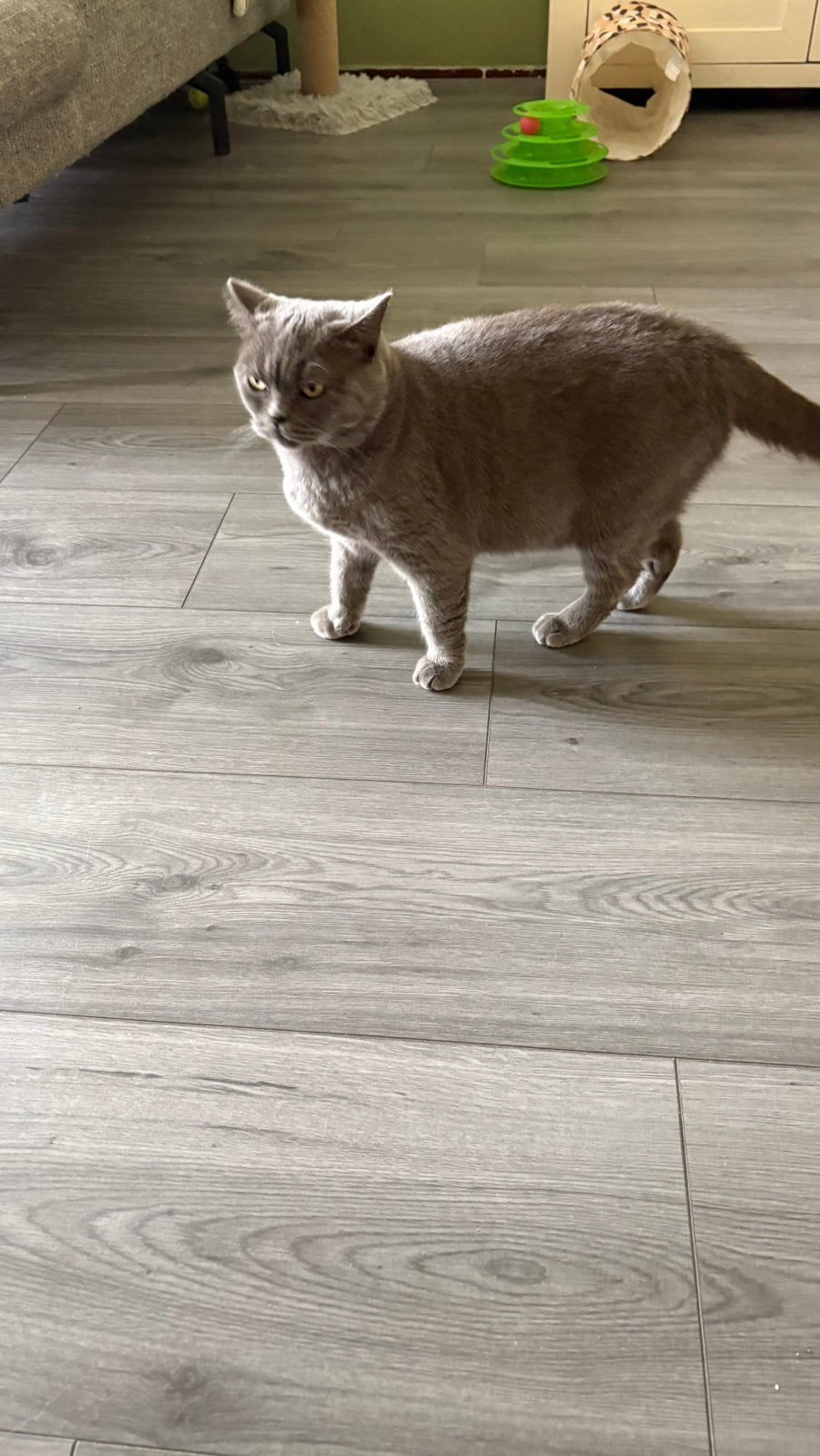 lieve  mooie britse korthaar poes, Poes