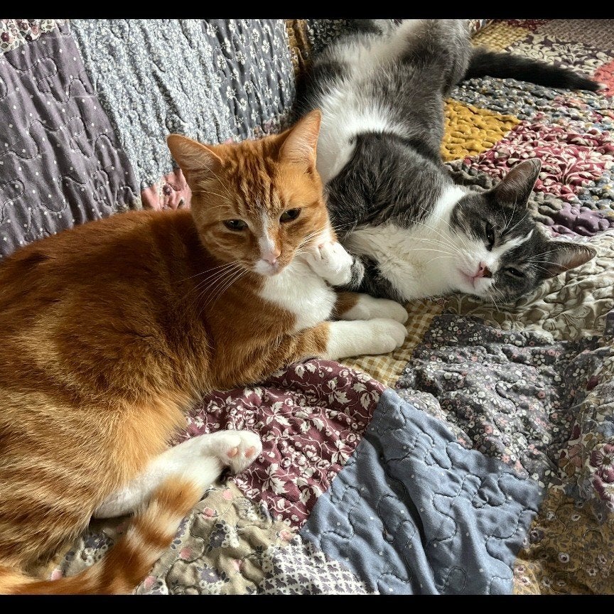 gezocht goed huis voor 2katten, Dieren en Toebehoren, Kater