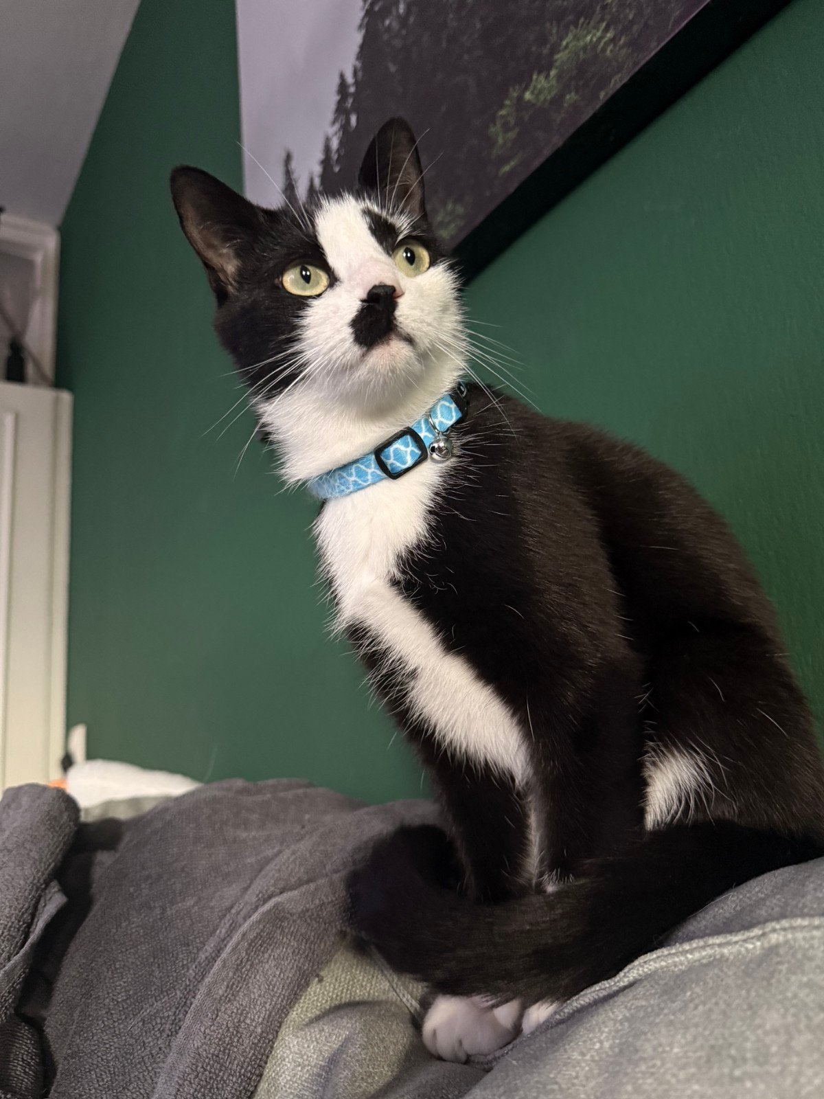 lieve aanhankelijke poes, Poes, Kortharig, 0 tot 2 jaar