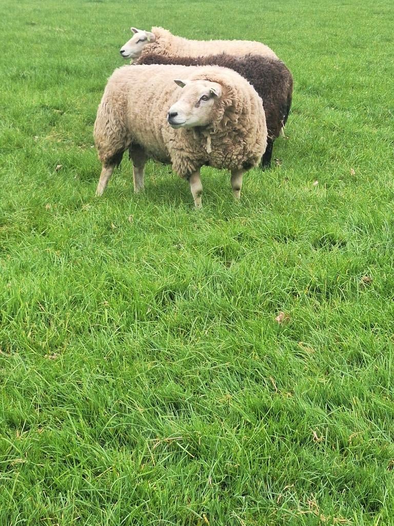 Dekram te koop, Dieren en Toebehoren, Meerdere dieren, Schaap