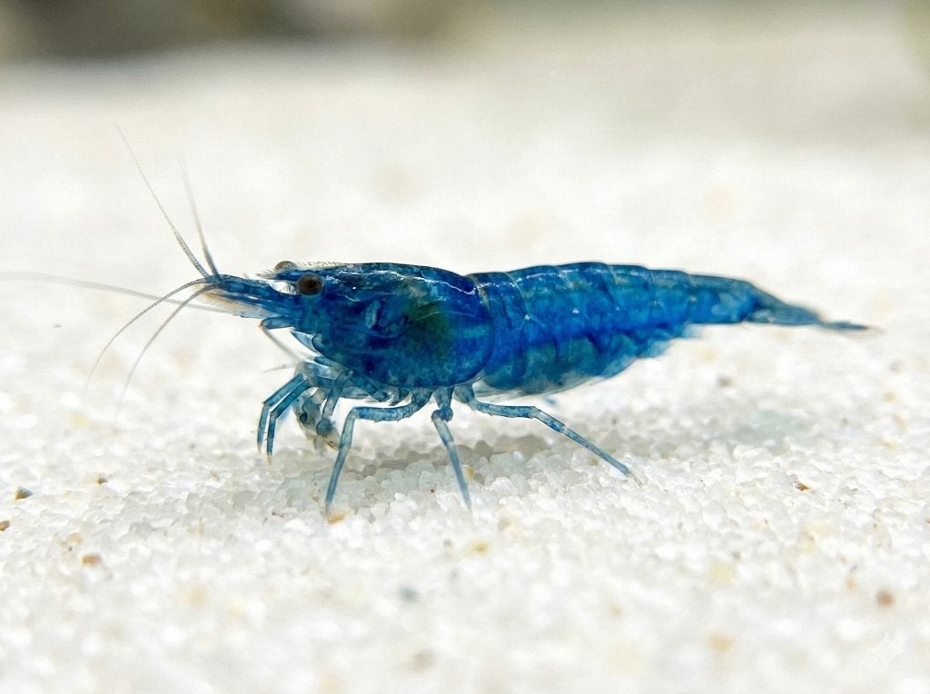 Blue Dream garnalen (Neocaridina), Kreeft, Krab of Garnaal, Zoetwatervis, Schoolvis