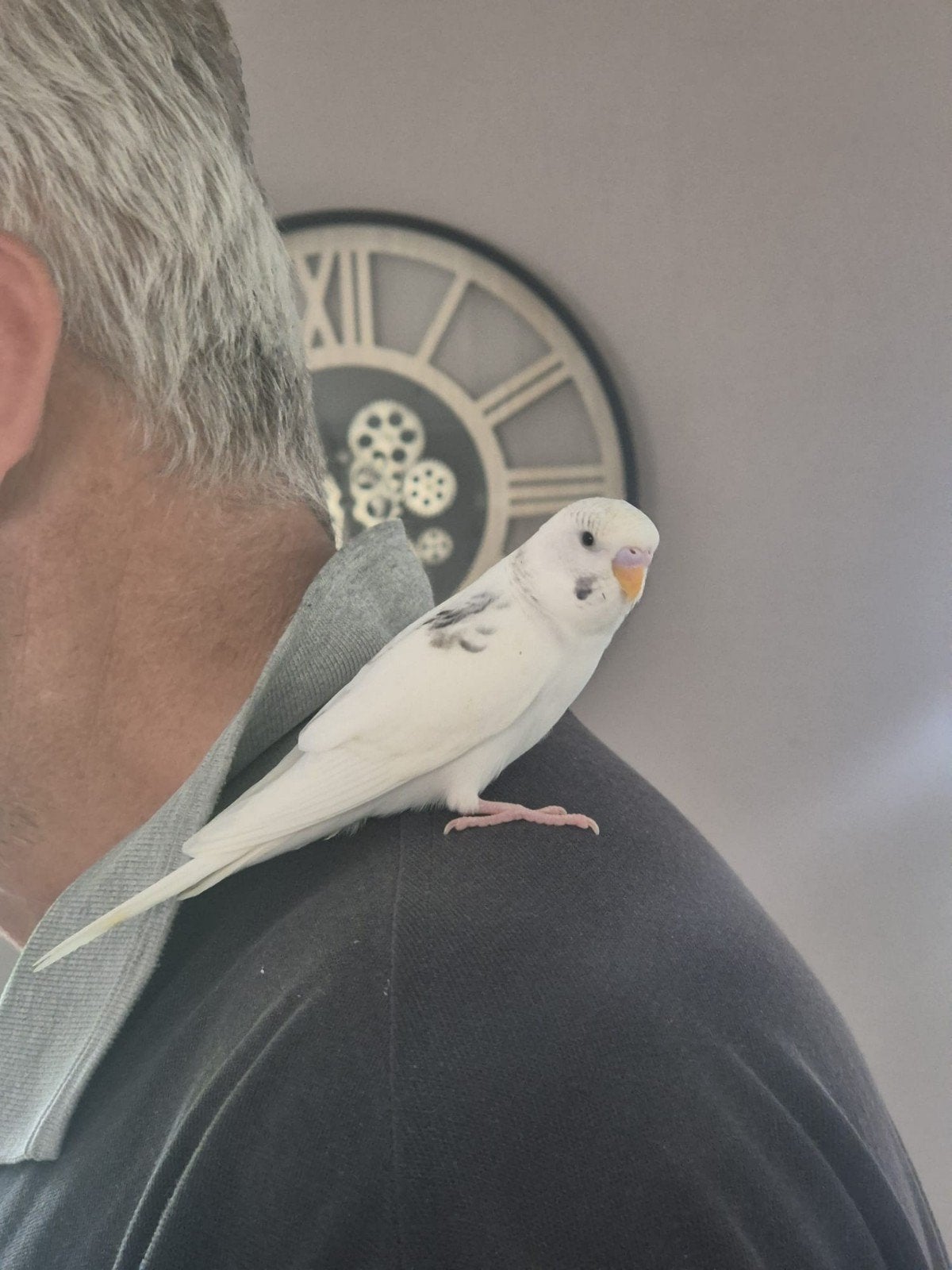 Te koop jonge tamme grasparkiet, Dieren en Toebehoren, Vogels | Parkieten en Papegaaien, Geslacht onbekend, Parkiet, Tam