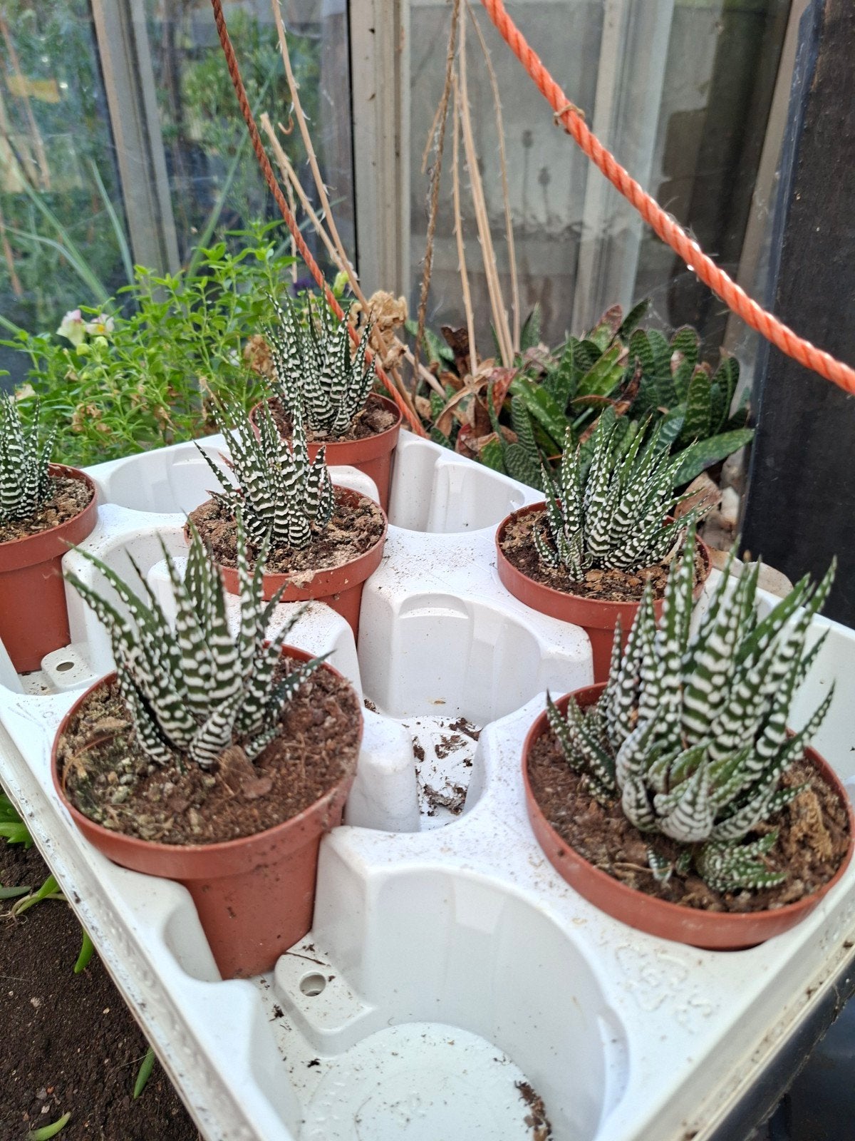 zebra vetplantjes, Ophalen of Verzenden, Vetplant, Halfschaduw, Minder dan 100 cm