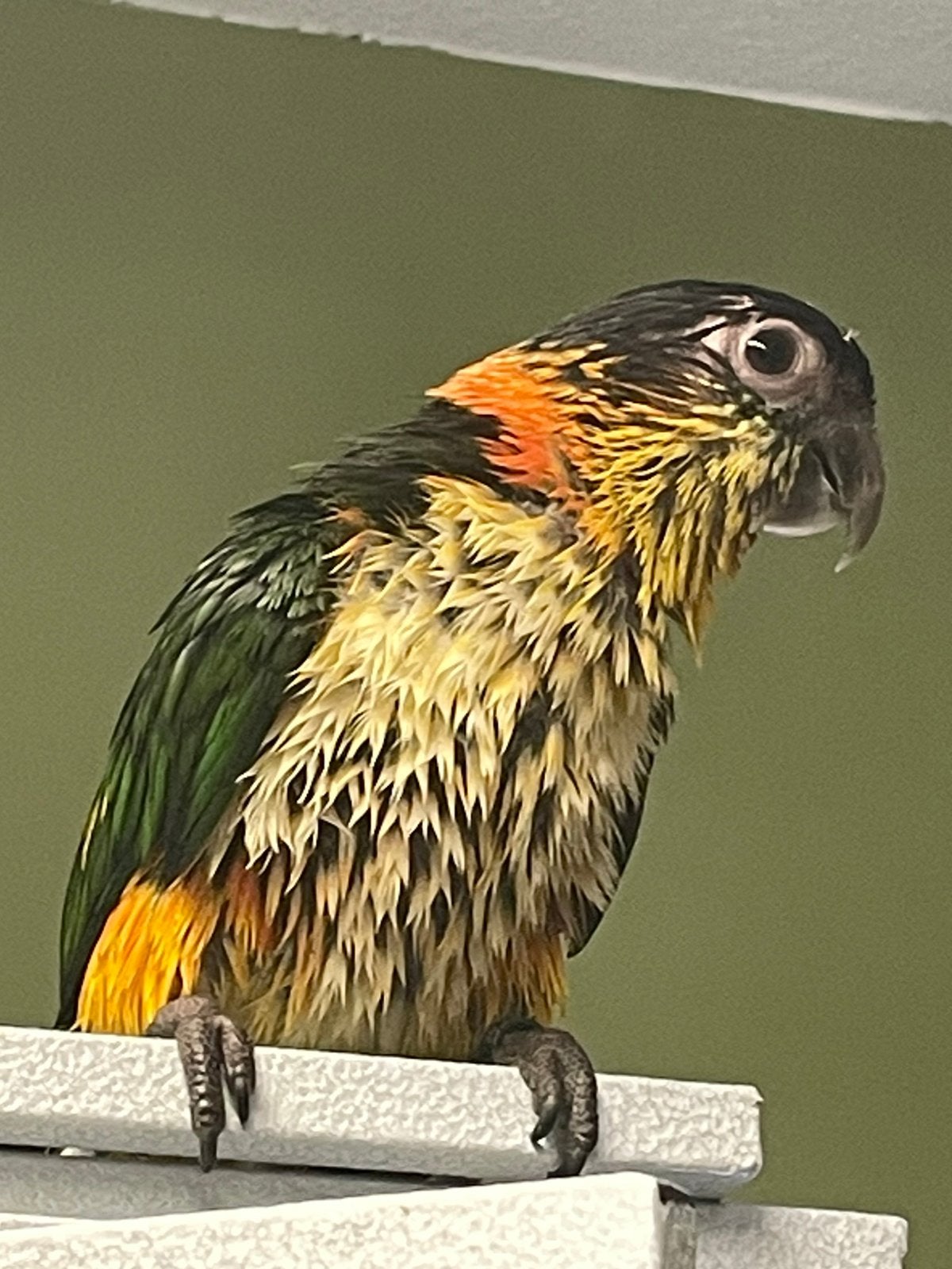 Zwartkop caiques, Dieren en Toebehoren, Meerdere dieren, Geringd