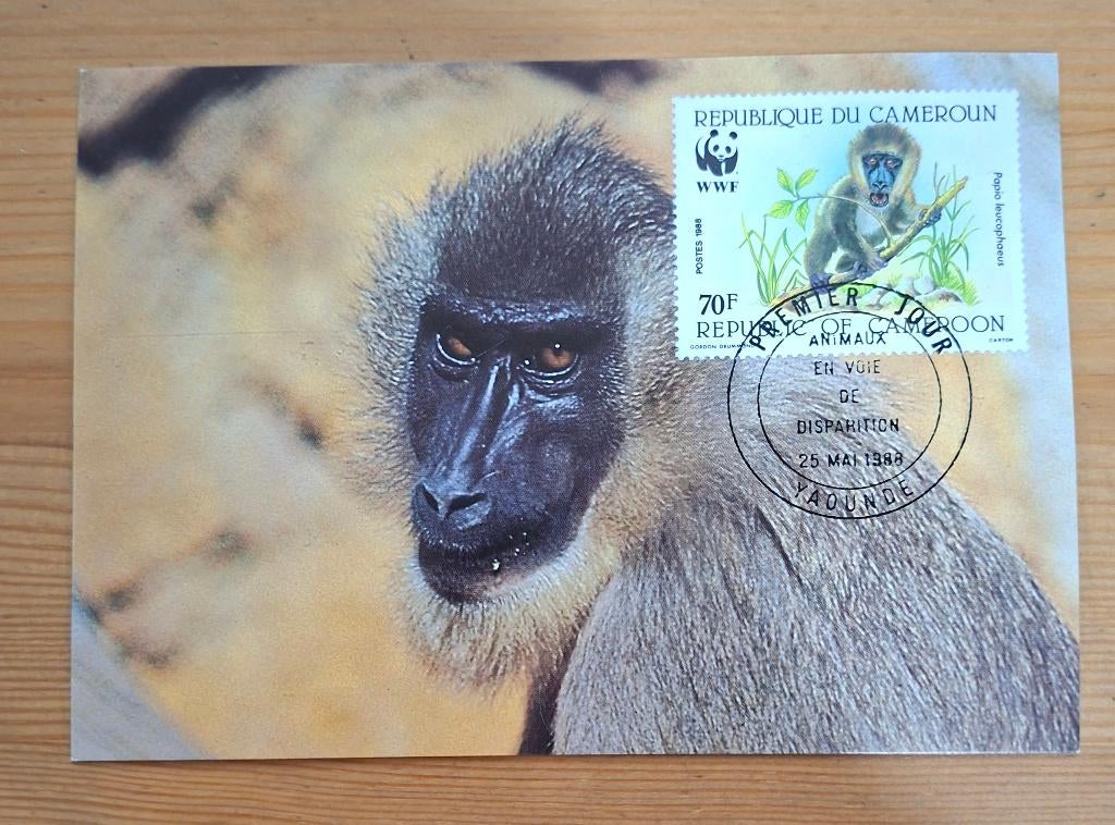 Kameroen Postkaart, Ophalen of Verzenden, Overige landen, Gestempeld