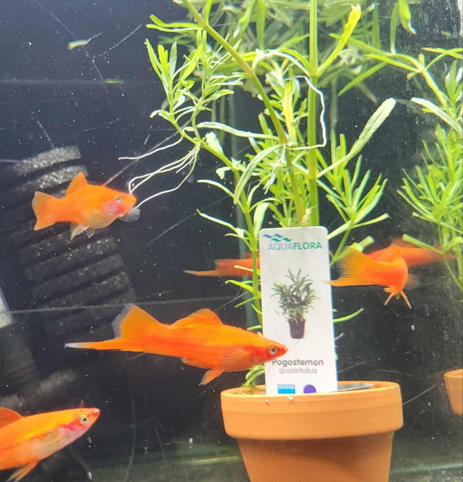 Hobbyaquarium Zwaardragers, Vis
