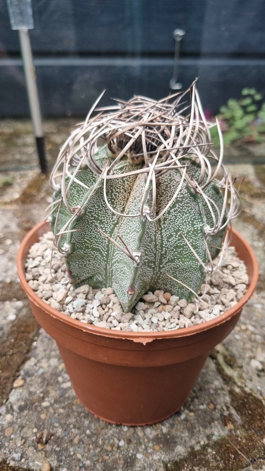 ASTROPHYTUM CAPRICORNE PLANT CACTUS GROTE, Ophalen of Verzenden, Cactus, Volle zon, Minder dan 100 cm
