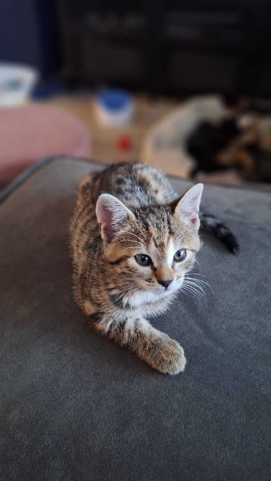 lieve kwart Bengaalse kittens, Meerdere dieren, Kortharig, 0 tot 2 jaar