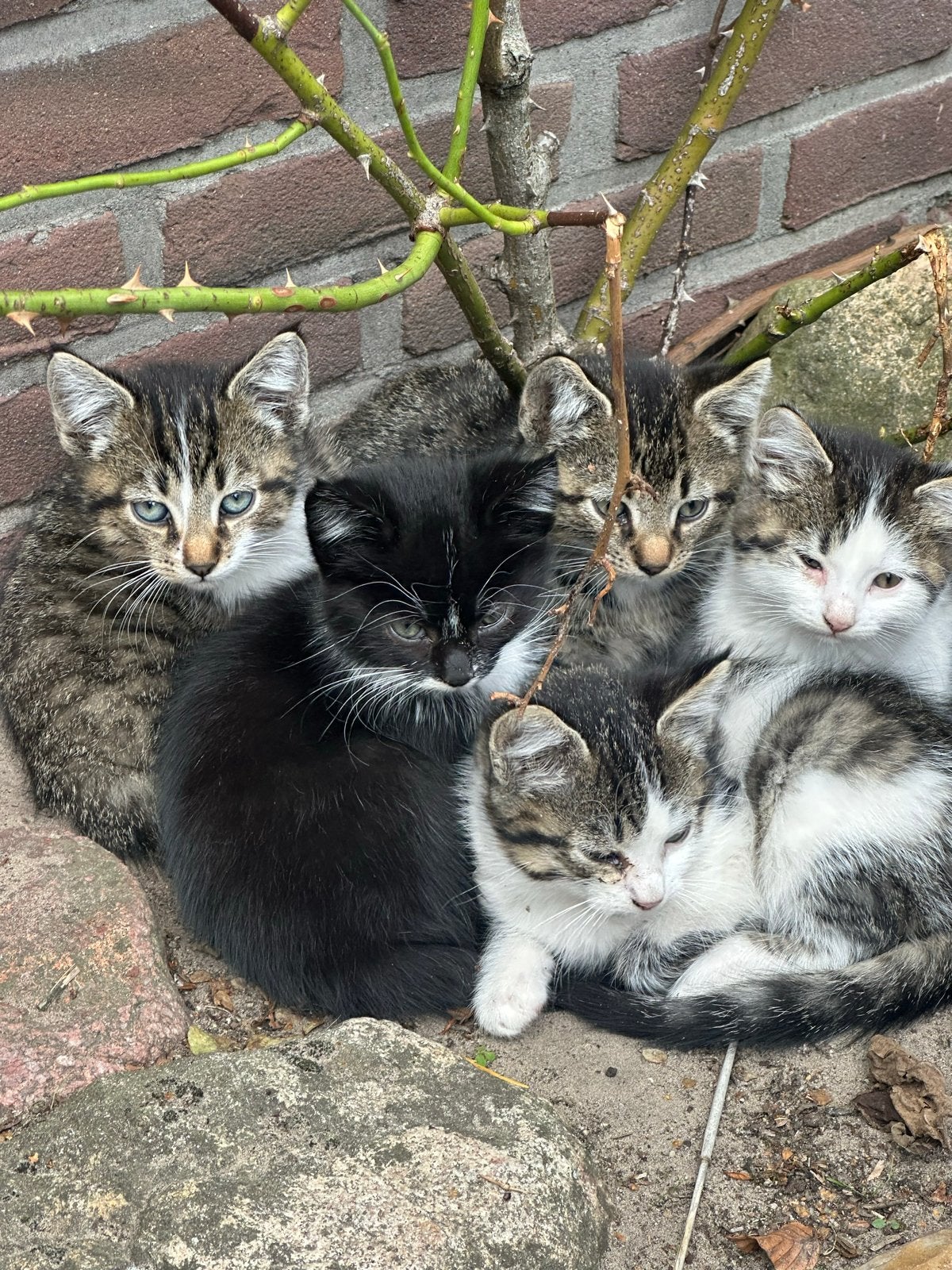 Mooie kittens 5 stuks