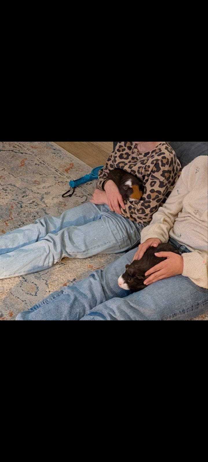 cavia's, Cavia, Mannelijk, Juli, Tam