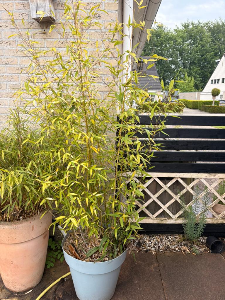 Gele bamboe gouden bamboe 150 cm, Ophalen, Bloeit niet, Overige soorten, Halfschaduw