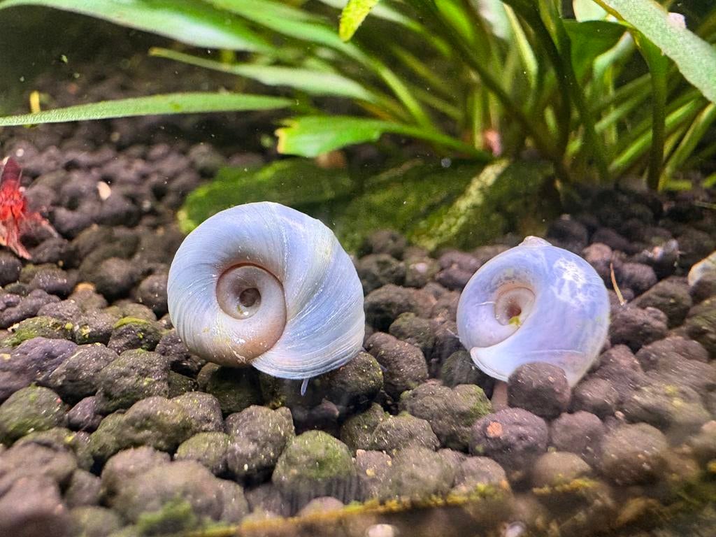 Blauwe posthoornslakken, voor aquarium en vijver, Slak of Weekdier, Zoetwatervis