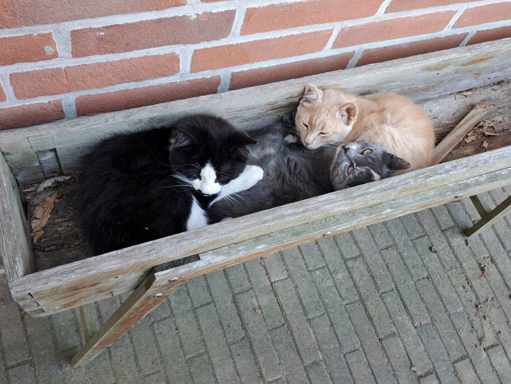 Te koop kittens, Meerdere dieren, Ontwormd, 0 tot 2 jaar