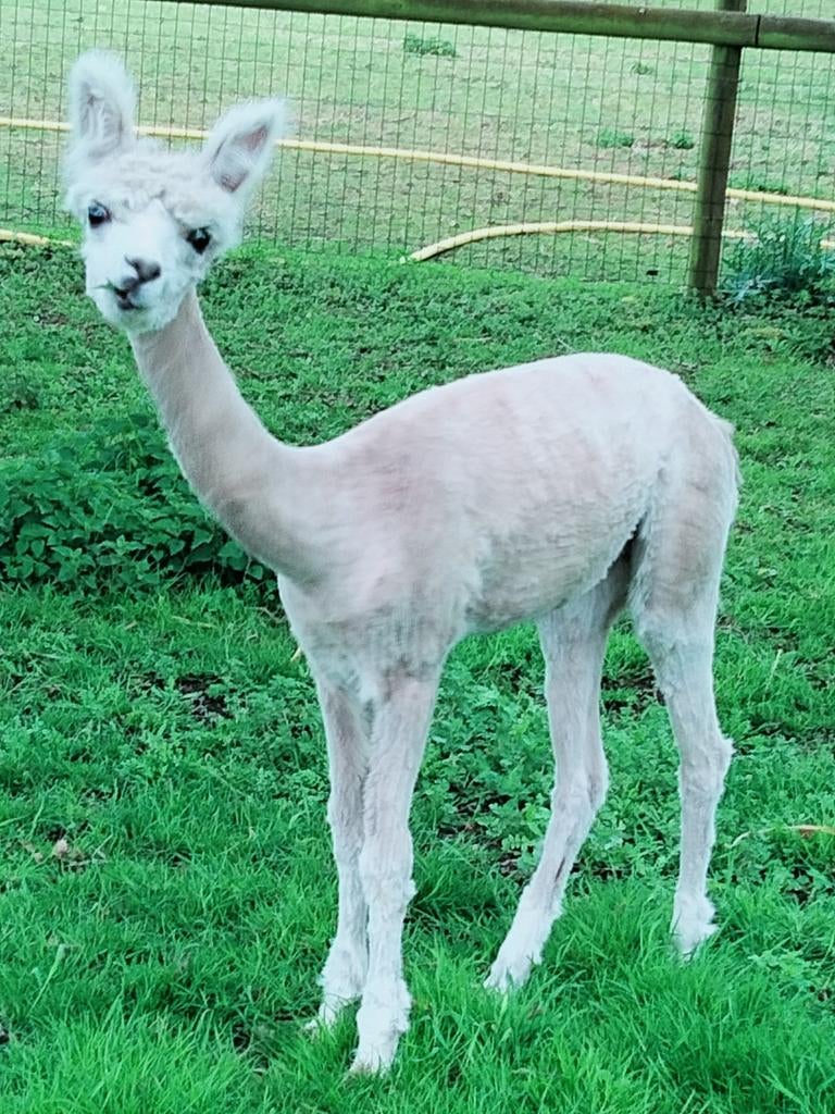 Alpaca Hengstje 10 maand, Dieren en Toebehoren, Juli, Mannelijk