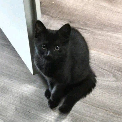 Spoed Nieuw Huisje Gezocht voor Zwarte Kitten, Poes, 0 tot 2 jaar