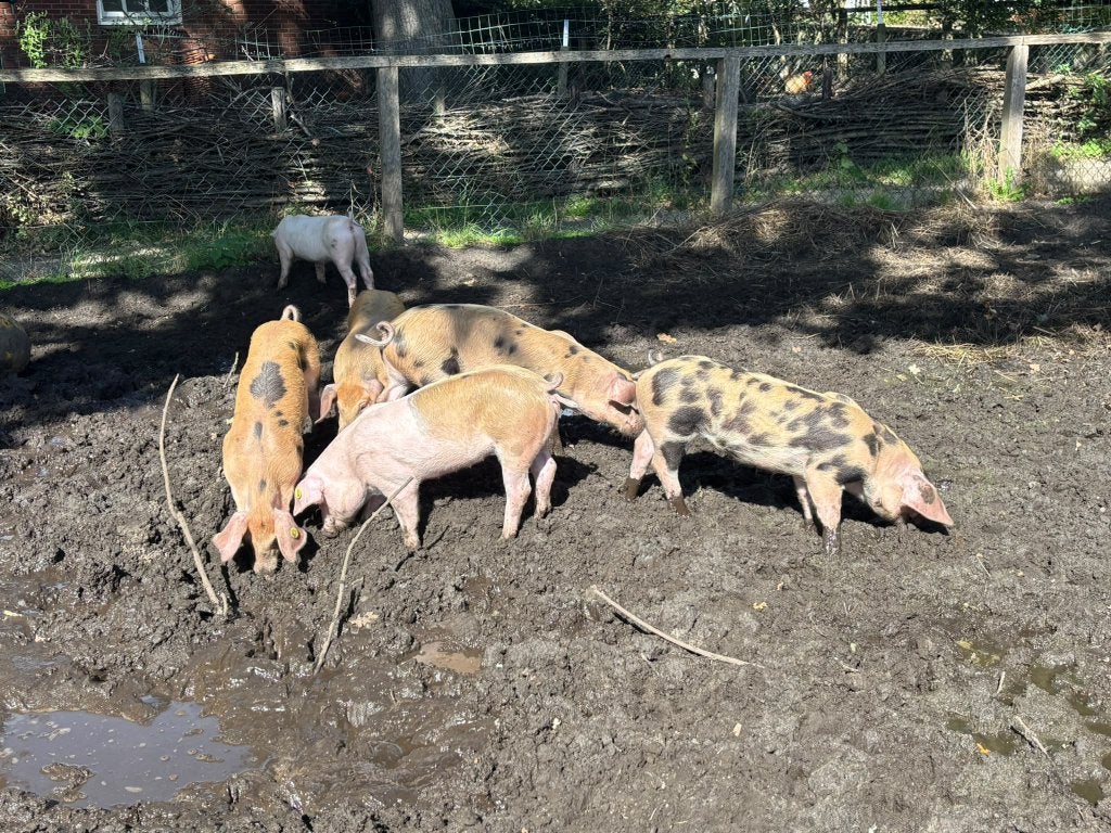 Biggen Bentheimer/Pietrain, Meerdere dieren, Varken, 0 tot 2 jaar