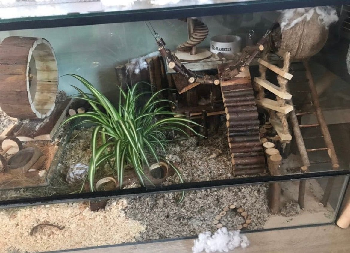 Terrarium/ hamsterkooi, Minder dan 60 cm, Ophalen of Verzenden, Zo goed als nieuw, 75 tot 110 cm