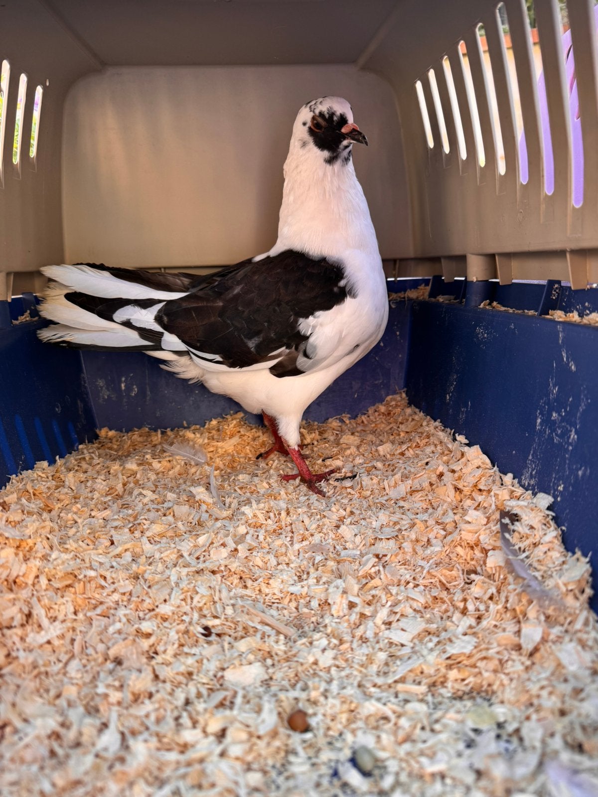 Jonge sierduiven, Dieren en Toebehoren, Meerdere dieren, Overige soorten
