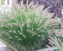 Pennisetum Hameln (lampepoetsersgras) in div. maten pot, Tuin en Terras, Planten | Tuinplanten, Ophalen, Overige soorten, Halfschaduw