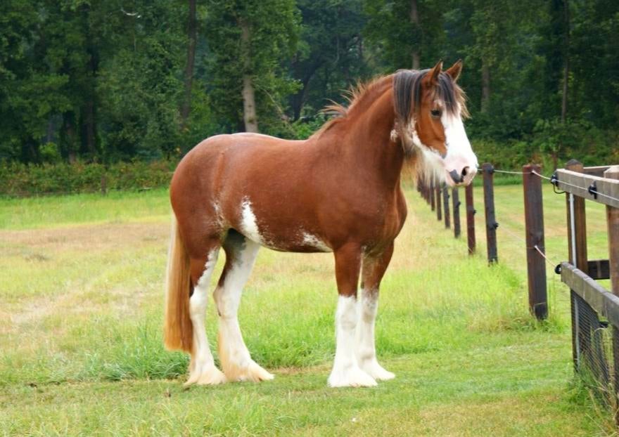 Gave en lieve Clydesdale merrie van 7 jaar, Dieren en Toebehoren, Merrie, Recreatiepaard