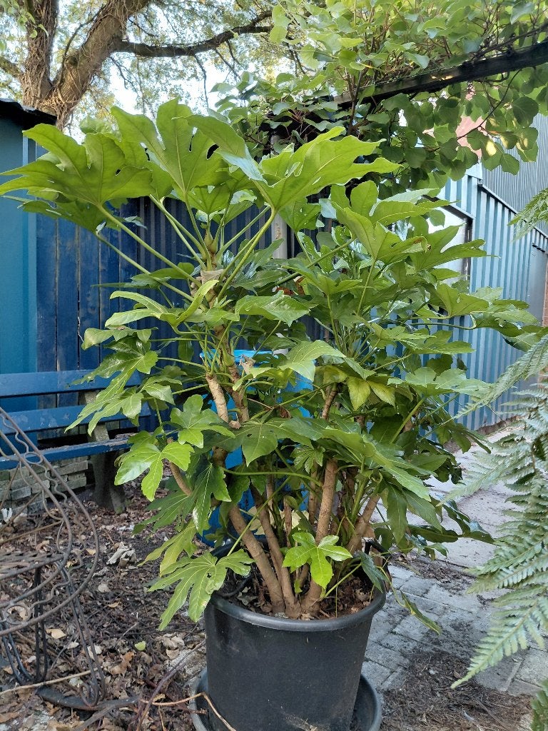 fatsia vingerplant, Ophalen, Overige soorten, Volle zon