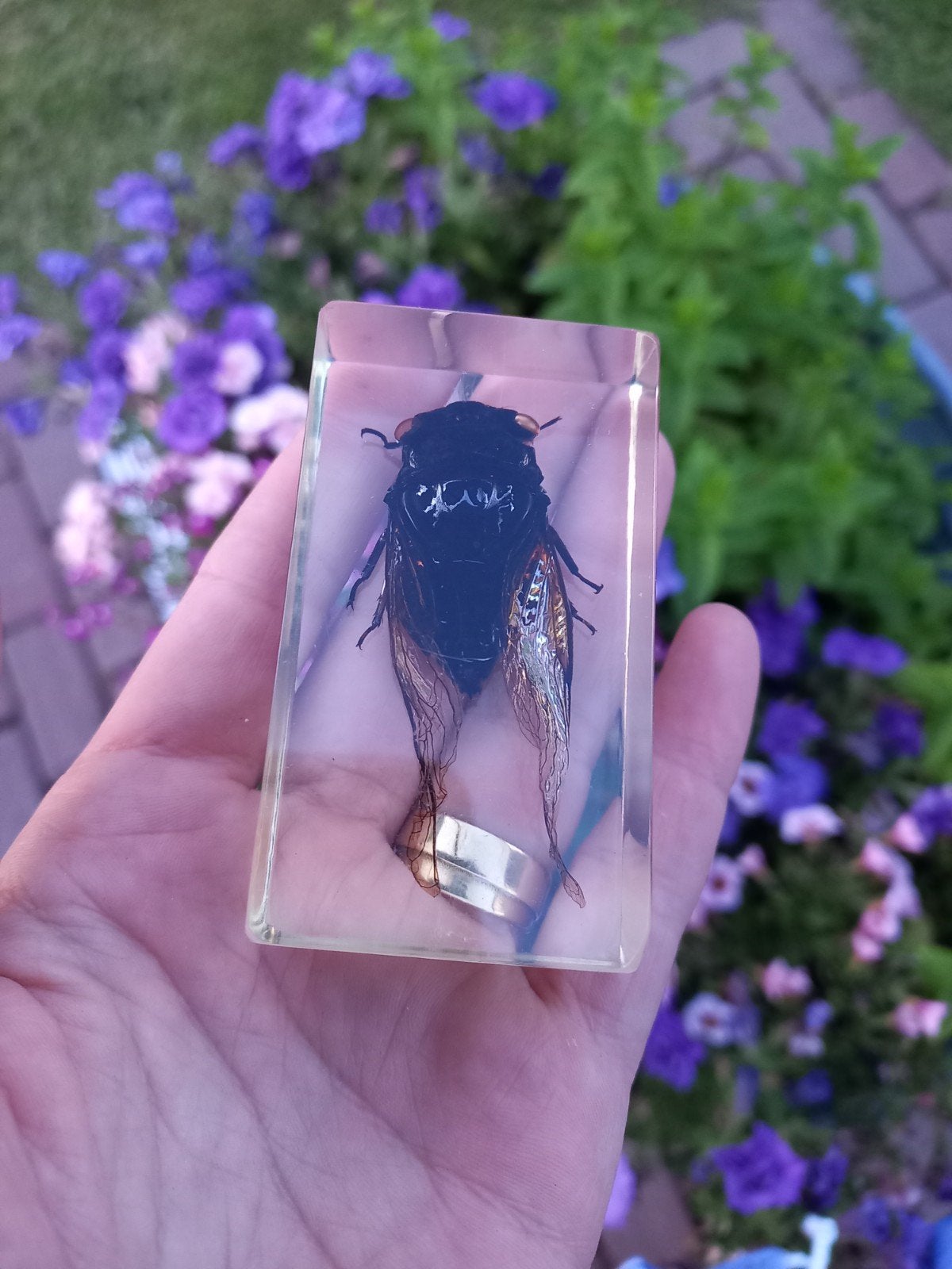 Cicade in hars - Uniek insecten display, Ophalen of Verzenden