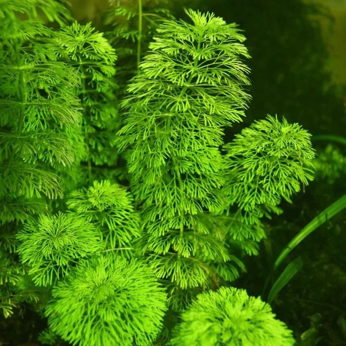 Mooie Limnophila sessiliflora stekjes, Dieren en Toebehoren