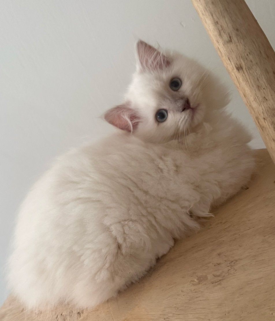 Prachtig ragdoll poesje met stamboom mag verhuizen!, Dieren en Toebehoren, Meerdere dieren, Met stamboom, 0 tot 2 jaar