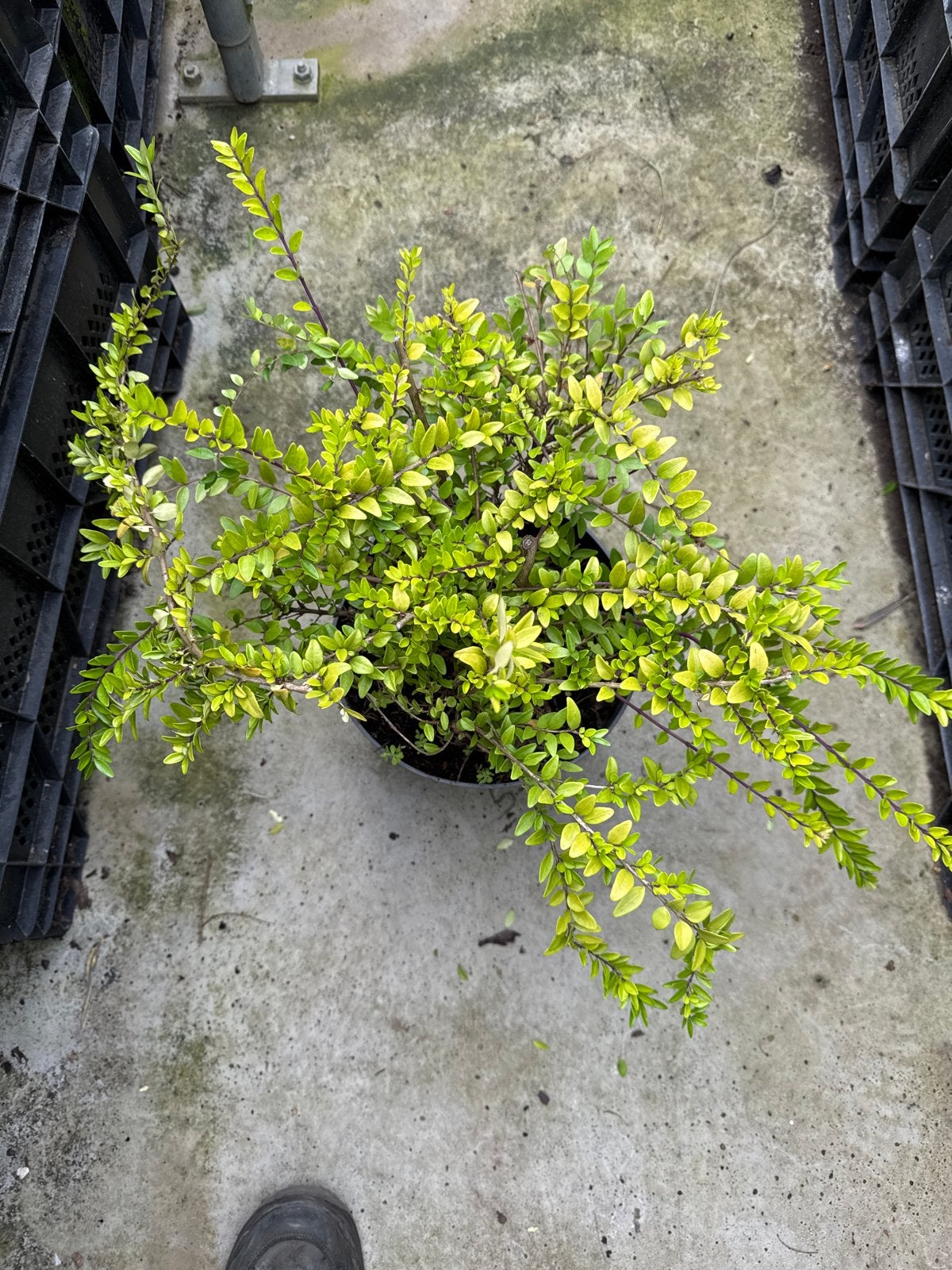 Lonicera Maigrun in 23 cm pot - 1+1 Gratis! Nu 2 voor €6,00, Ophalen, Overige soorten, Minder dan 100 cm
