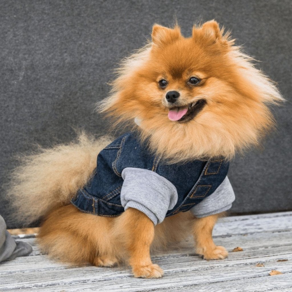 AMIPLAY Hoodie Jacket Hondenjas Navy Maat 45 cm Ruim -40%!!!, Dieren en Toebehoren, Ophalen of Verzenden, Nieuw, Hondenjas, Met capuchon