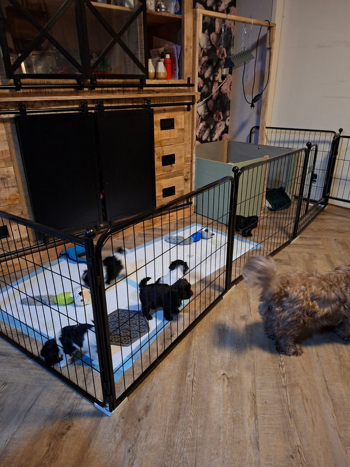 Shih tzu pups nog 1 reutje zwart/wit  beschikbaar, Overige rassen, 8 tot 15 weken, Meerdere, Meerdere dieren