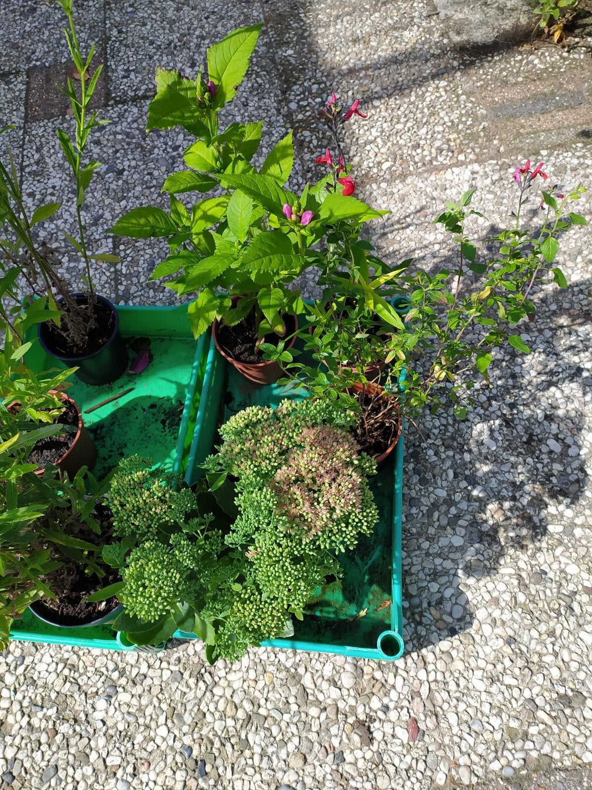 vaste tuinplanten., Ophalen, Overige soorten, Minder dan 100 cm