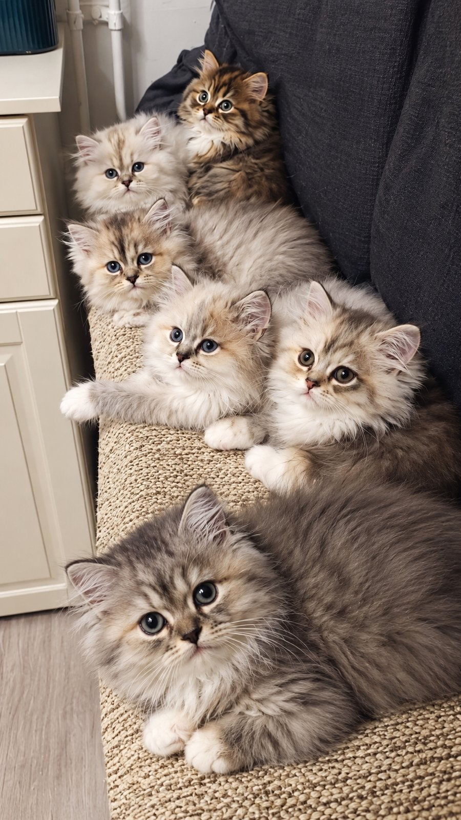 Ragdoll kittens te koop, Dieren en Toebehoren, Meerdere dieren, Ontwormd