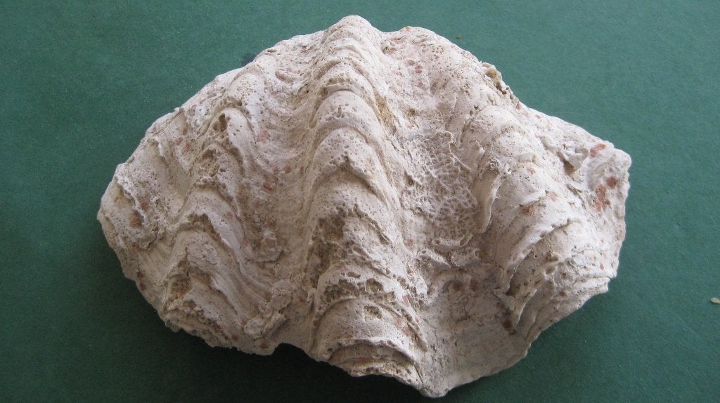 Fraaie antieke doopvontschelp, Verzamelen, Ophalen of Verzenden, Schelp(en)