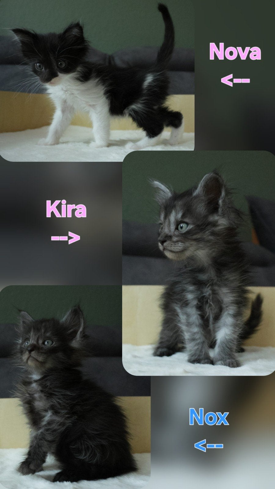 Prachtige Maine Coon x American Ringtail kittens (Zeldzaam!), Meerdere dieren, Ontwormd, 0 tot 2 jaar
