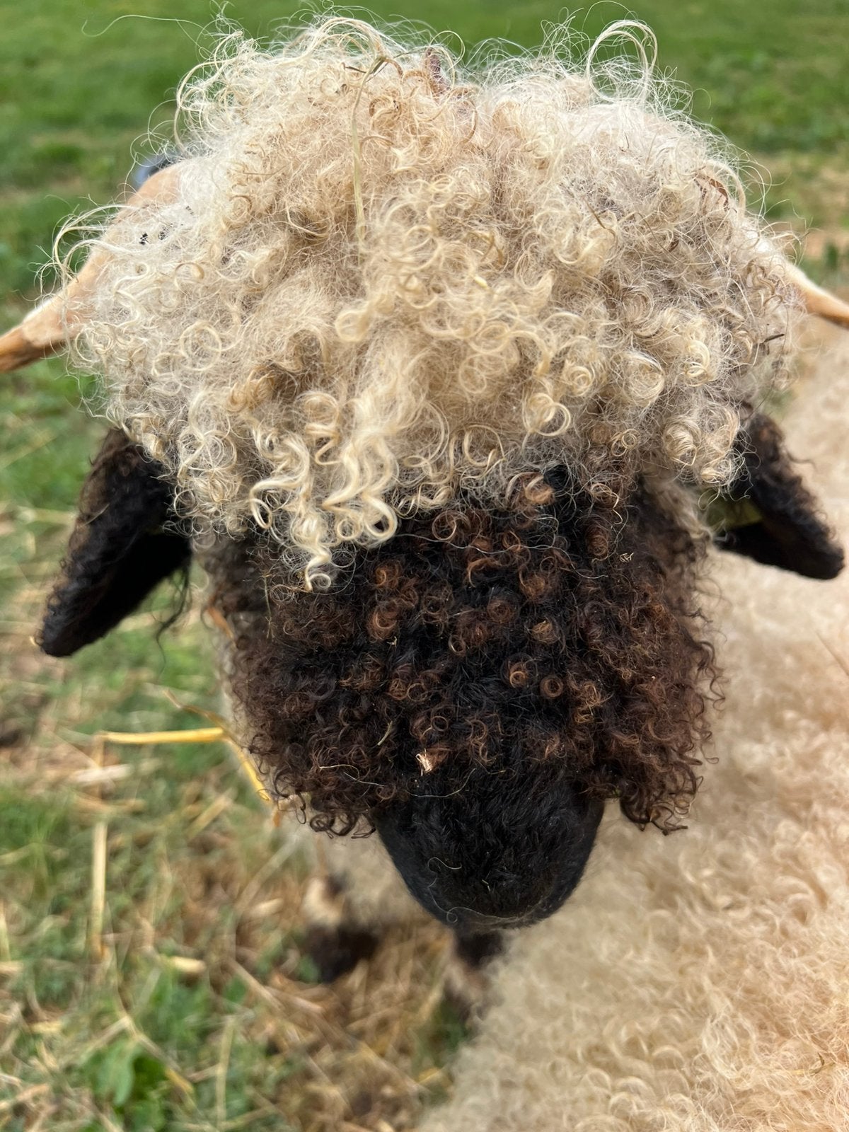 Walliser Schwarznase ram, Mannelijk, Schaap