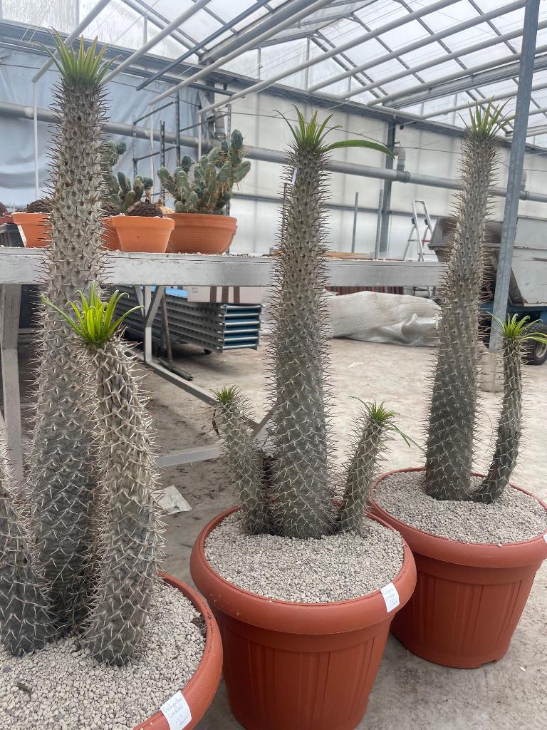 Caudex Pachypodium Lamerei Madagaskar potmaat 43 cm., Huis en Inrichting, Kamerplanten, Ophalen, 100 tot 150 cm, Overige soorten
