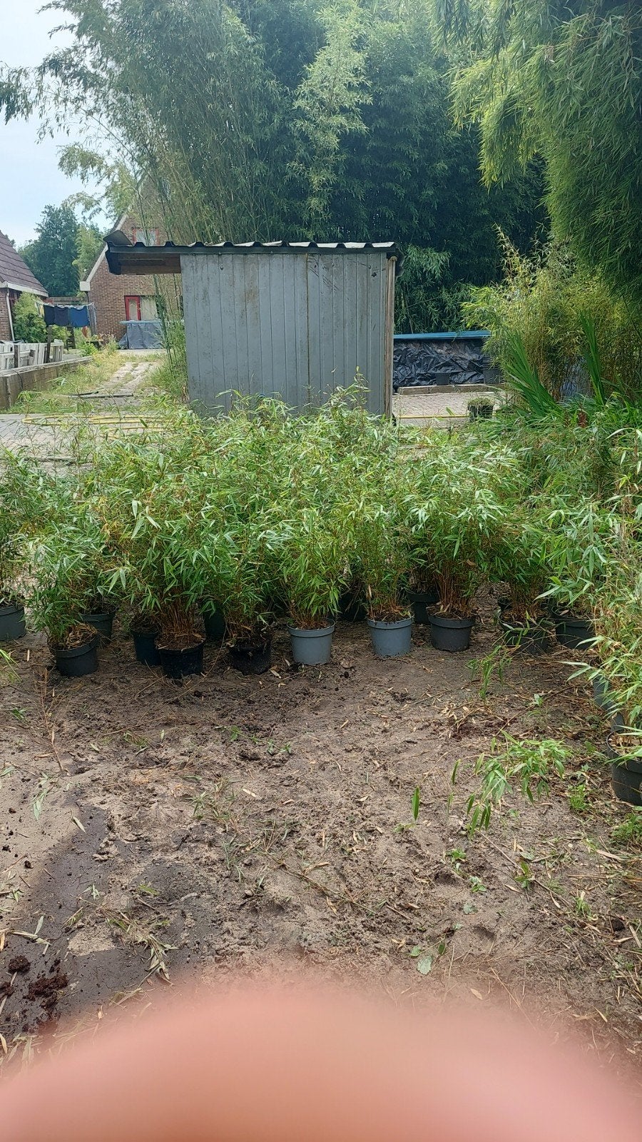 Bamboe  Fargesia soorten en Phyllostachys soorten, Ophalen, Bamboe