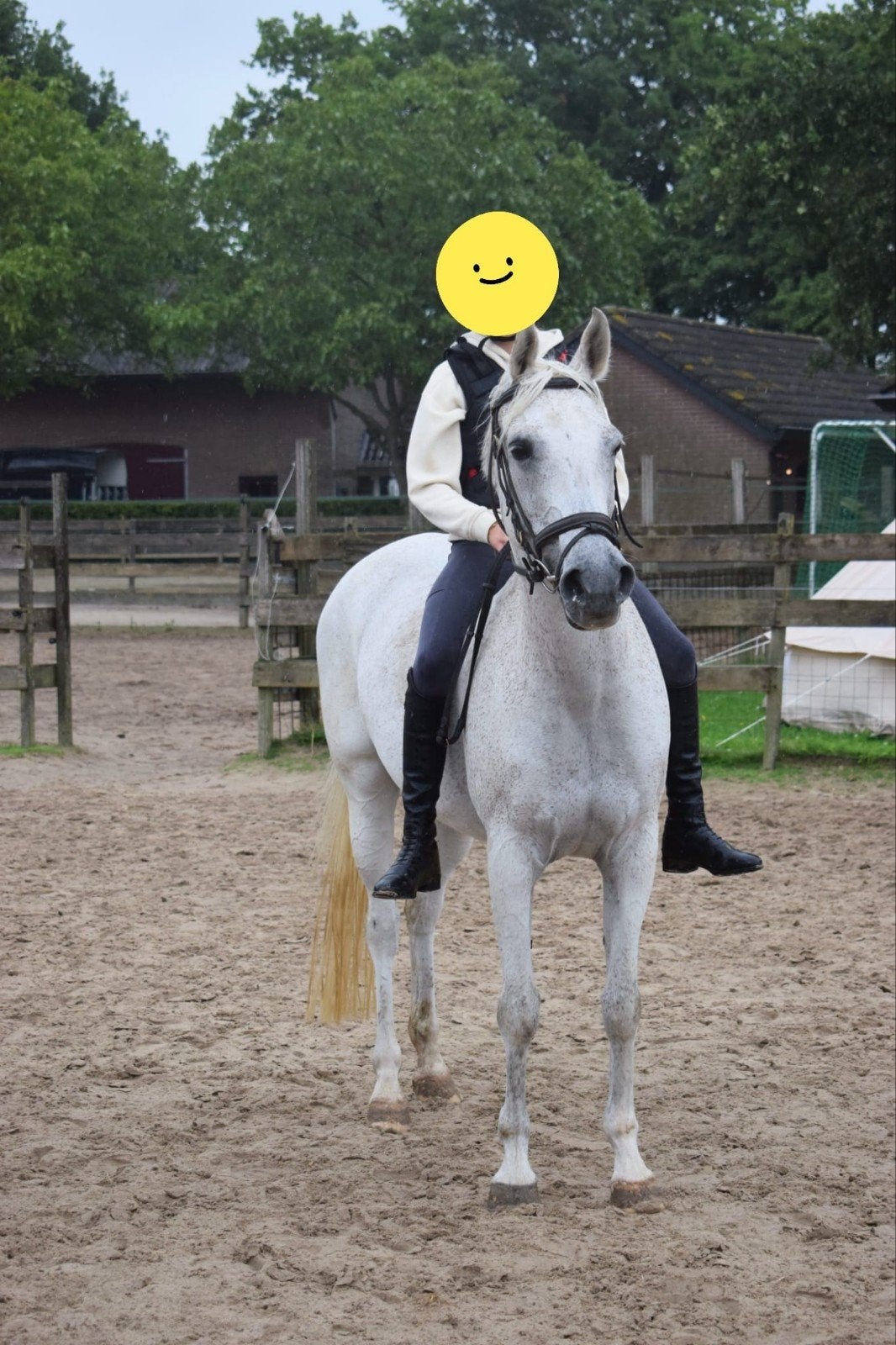 te koop: 20jarige merrie, Met stamboom, B, 11 jaar of ouder, Recreatiepony