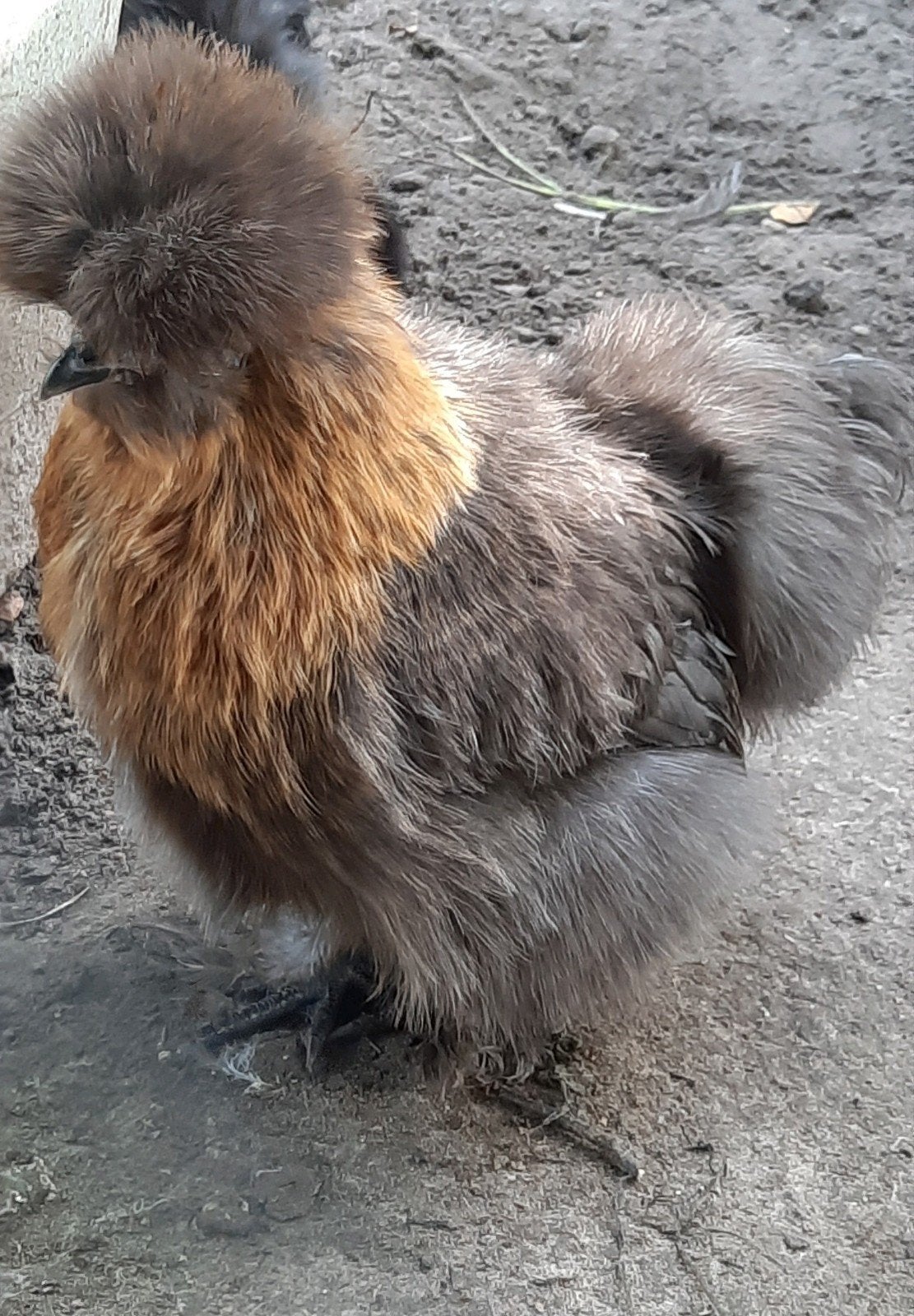lieve USA zijdehoen hennen splash Goudpatrijs donker, Dieren en Toebehoren