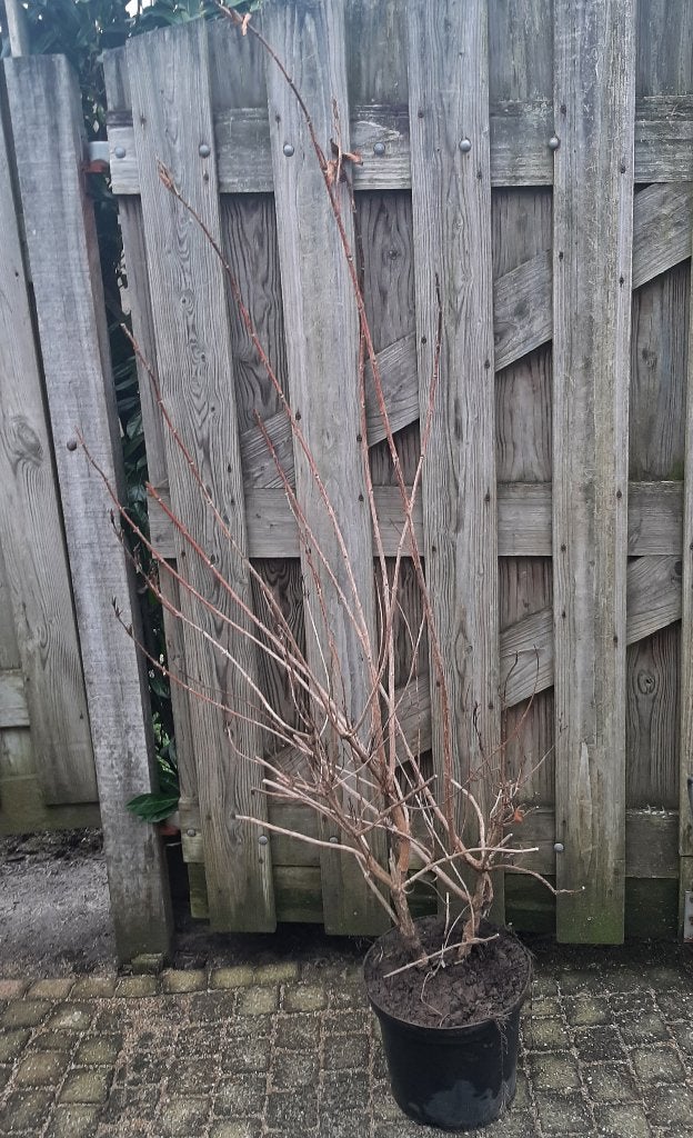 Vanaf 1/10 Weigela Bristol Ruby, Minor Black, Picobella Rosa, Ophalen, Overige soorten, Struik, Minder dan 100 cm