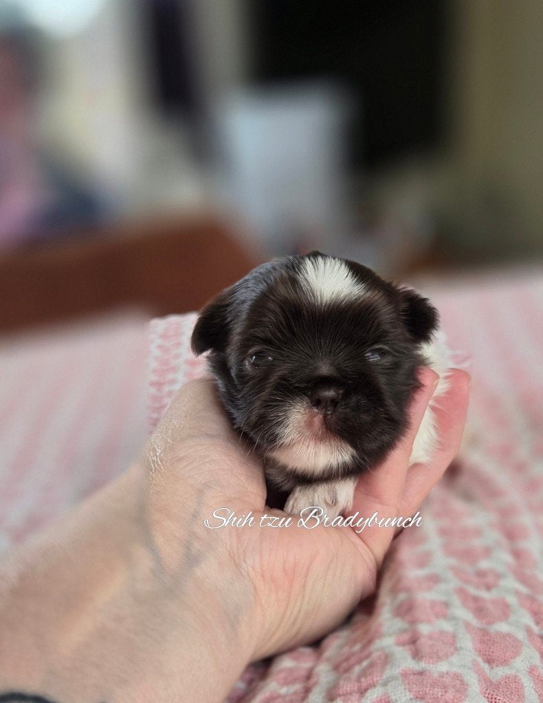 Nog 1 raszuivere Shih tzu teefje met stamboom ., Parvo, Overige rassen, 8 tot 15 weken, Meerdere