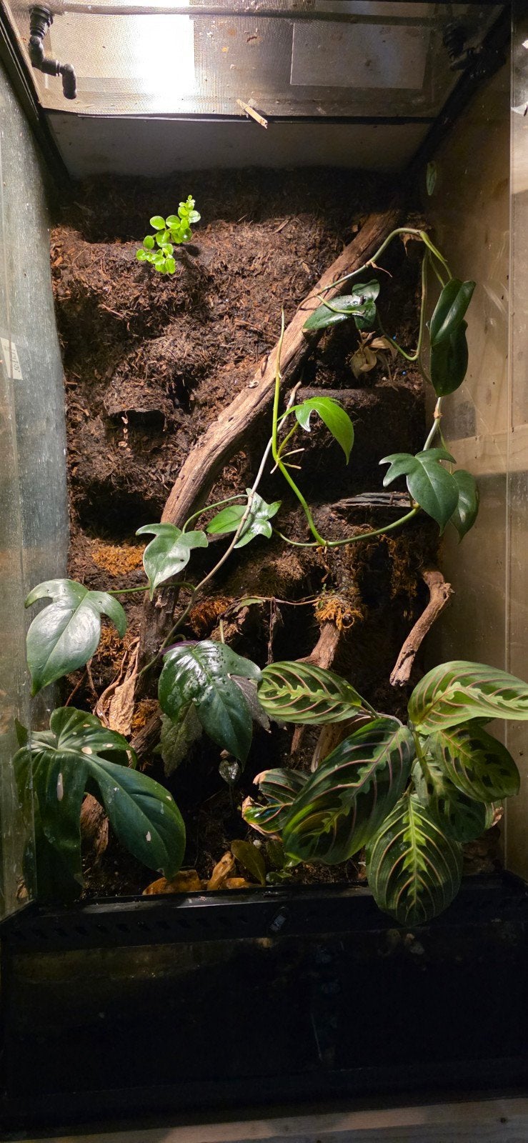 Exo terra terrariums paludarium, Dieren en Toebehoren, Hagedis, 0 tot 2 jaar